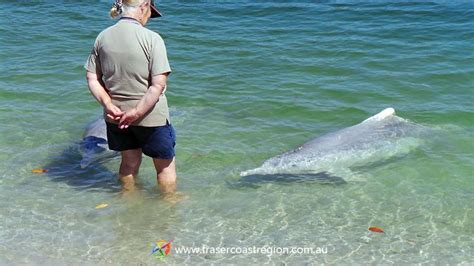 Feeding The Dolphins At Tin Can Bay Tin Can Bay Is About 90 Minutes