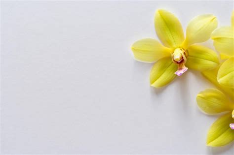 Beleza elegante orquídea amarela em papel em branco Foto Premium