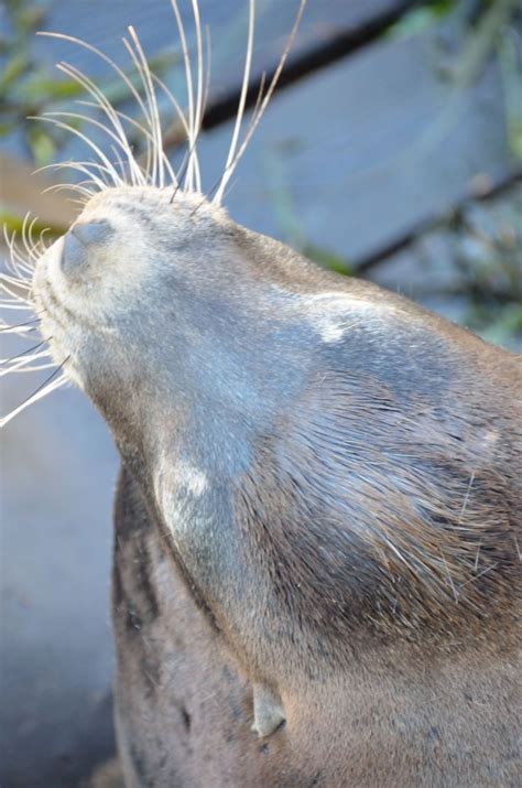 Whiskers... | Sea lion, Lions, Animals