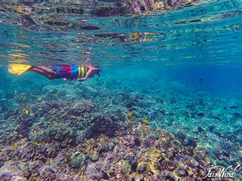 Snorkeling Tours Kona Hawaii - resoluteness-solutions-info