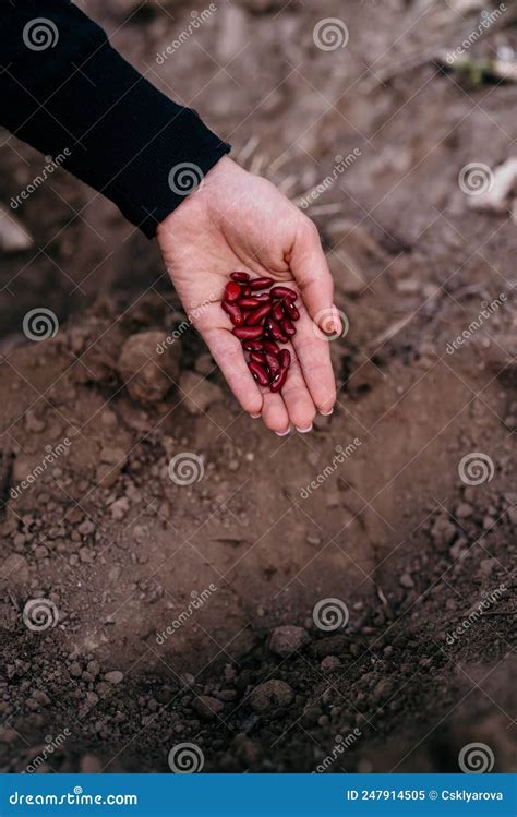 Woman Farmer Planting Raw Red Kidney Beans Seeds In Vegetable Garden