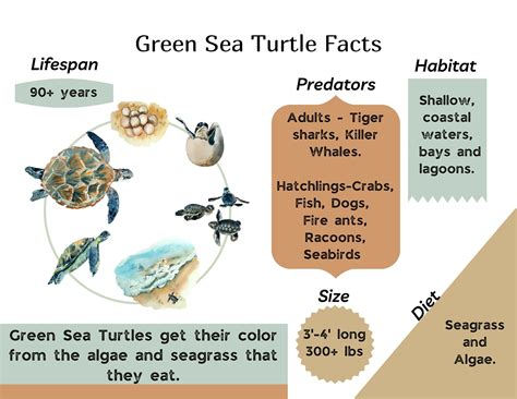 Turtle Facts For Kids, Sea Turtle Facts, Reptiles Facts, Green Sea Turtle, Marine Biology, Sea ...