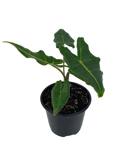 Alocasia Sarian Quart The Garden Corner