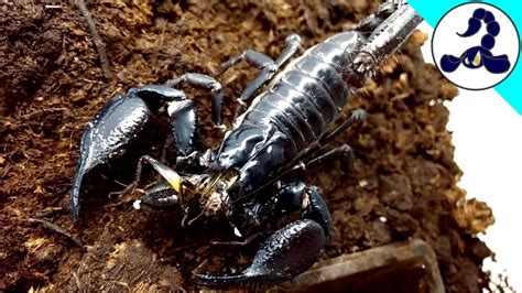 Asian Forest Scorpion Feeding Youtube