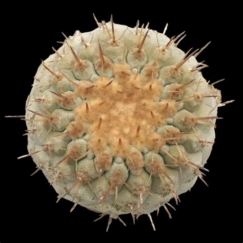 Copiapoa Il Fiore Tra Le Spine