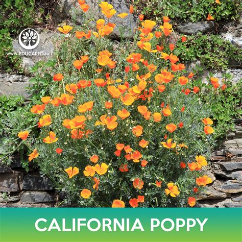 California Poppy Seeds Eschscholzia Californica Educared