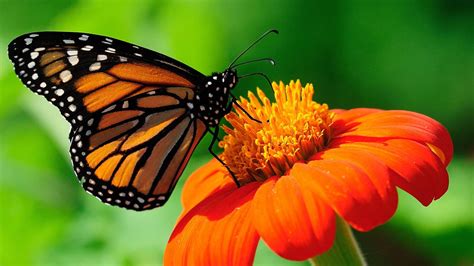 21 Gambar Simbiosis Percantik Hunian