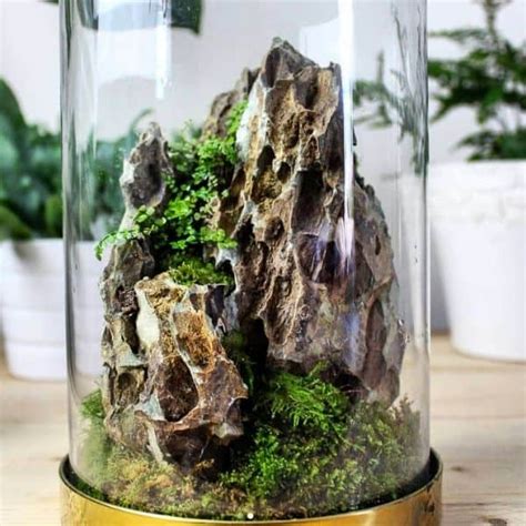 How To Make A Moss Terrarium Diy Mossarium Step By Step