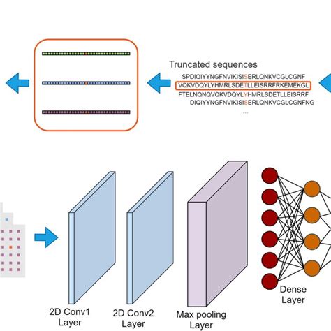 Quantity of phosphorylation sites in different species | Download ...