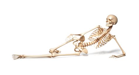 Skeleton Of Human Female Lying On Floor Roots Of Strength