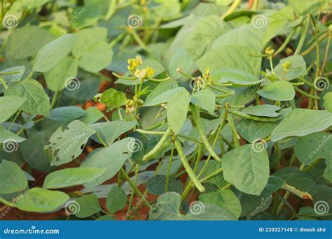 Crop Planting At The Fieldmung Bean And Plant Beautiful Viewmung Bean