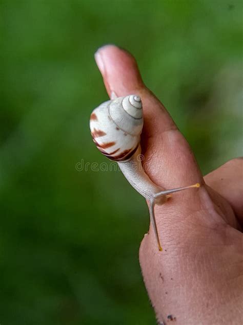 A Polynesian Tree Snail X28 Partula Sp X29 Foraging During The Day