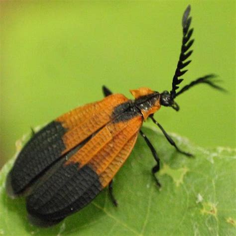 Caenia Dimidiata Caenia Dimidiata Bugguidenet