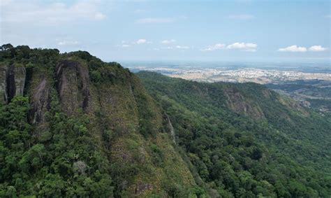 Aracruz Se Destaca Como Uma Das Cidades Que Mais Reflorestaram No