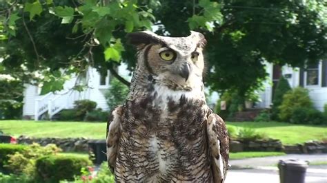 Great Horned Owl Release Youtube