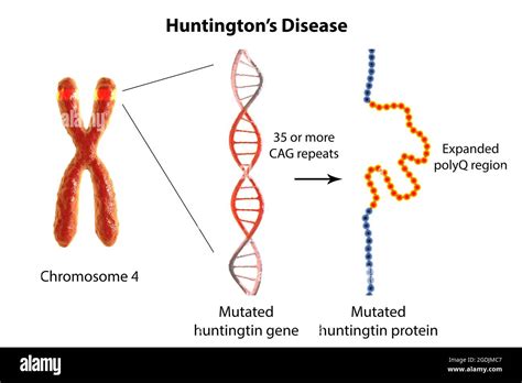 Huntingtons Disease Gene Cut Out Stock Images And Pictures Alamy