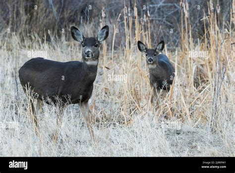 Mule Deer Doe Dark Phase Stock Photo Alamy