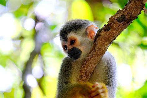 Parque Nacional Manuel Antonio Un Para So En Costa Rica