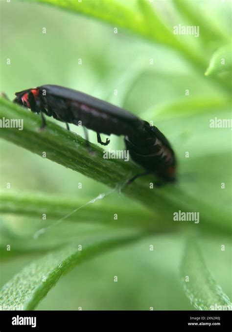 Fireflies Lampyridae Insecta Stock Photo Alamy