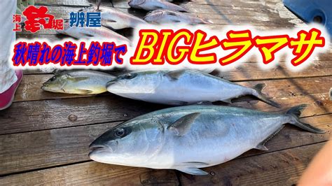 【海上釣堀】誘いが沈黙を破る～青物狙って秋の辨屋でbigヒラマサ～ Youtube