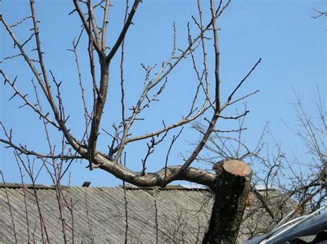 C Mo Podar Un Manzano En Primavera Tiempo Y Esquema Para Rboles