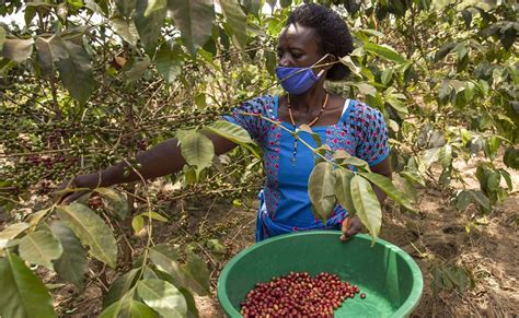 The Long Process Of Coffee Production Transparency From Crop To Cup