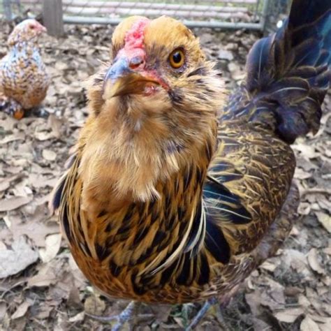 The Top Friendliest Chicken Breeds Of