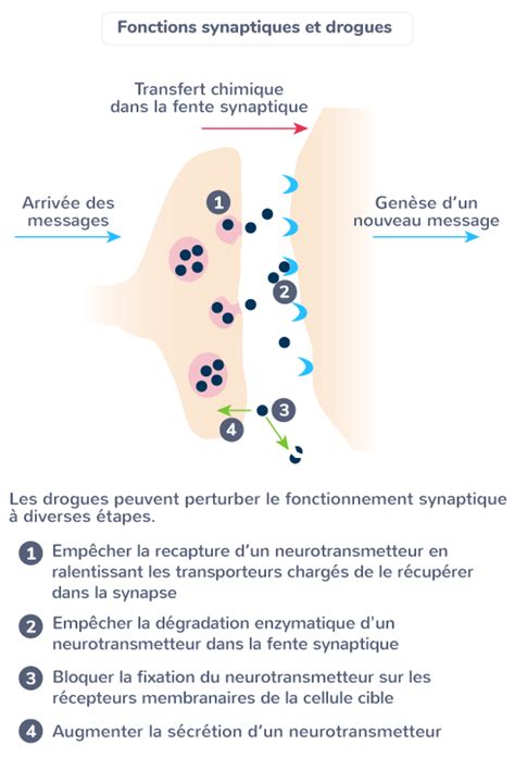 Schématiser l action des molécules exogènes sur les synapses Tle