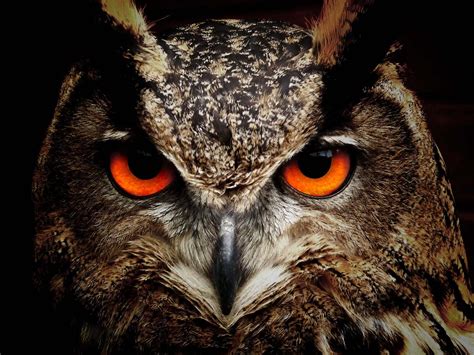 Owl Eyes Photo Canvas Art A4 A3 A2 A1 Etsy