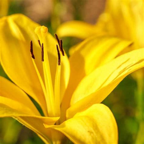 Buy Yellow County Asiatic Lily Tasc