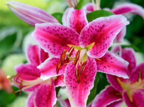 Ultimate Guide to Stargazer Lilies Meaning and Symbolism - Petal Republic