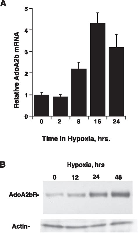 Figure 1 From The FASEB Journal Research Communication HIF Dependent