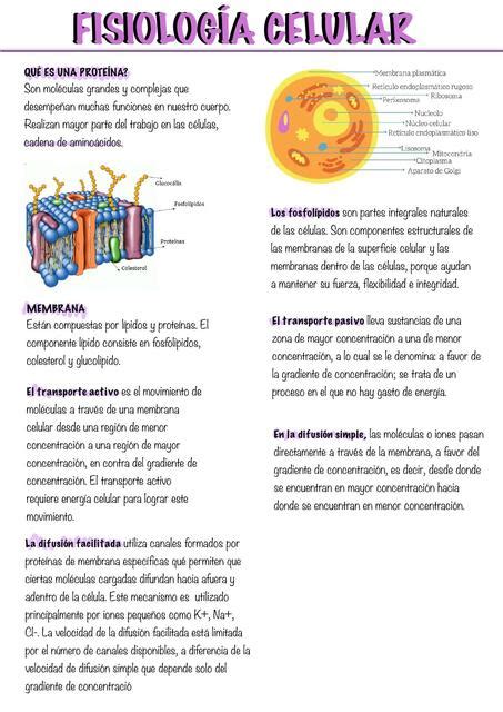 Fisiología Celular Cata Quintero uDocz