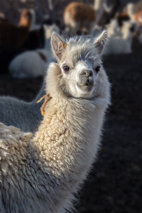 White Alpaca Portrait In Bolivia Stock Photo Image Of Mountains Cute