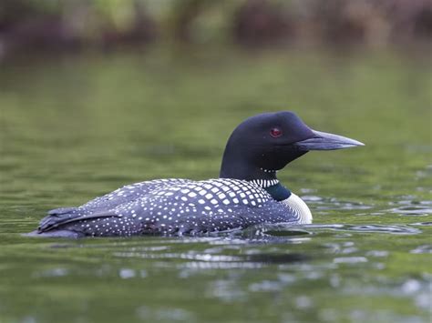 Female Loons Male Vs Female Identification Guide Birdfact