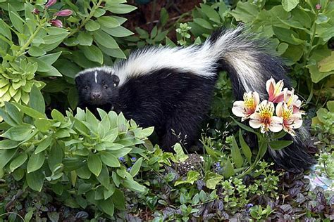 Skunks Eating Bees