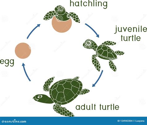 Turtle Life Cycle Facts