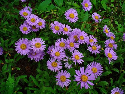Images of Aster - JapaneseClass.jp