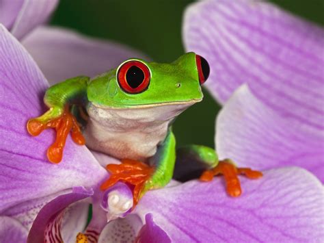 Cute Frog Wallpapers K Hd Cute Frog Backgrounds On Wallpaperbat