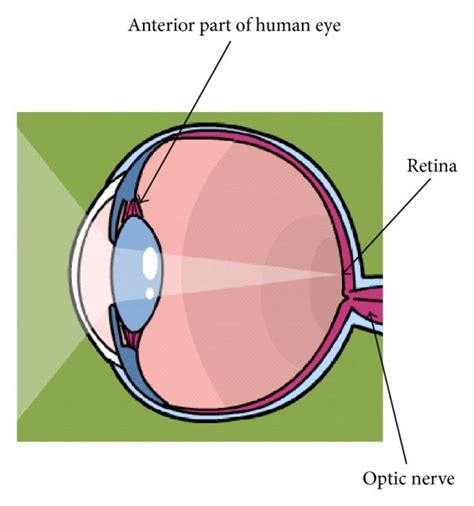 The layered structure of the retina. (a) General anatomy of the eye ...