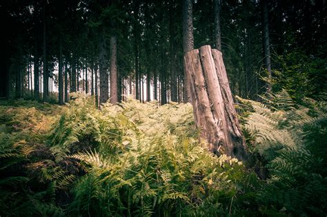 Fern Forest on Behance