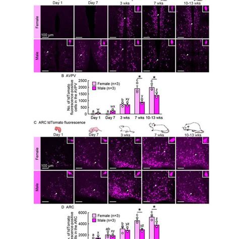 Developmental Increases And Sex Differences In Kiss1 Cre Activated Download Scientific Diagram