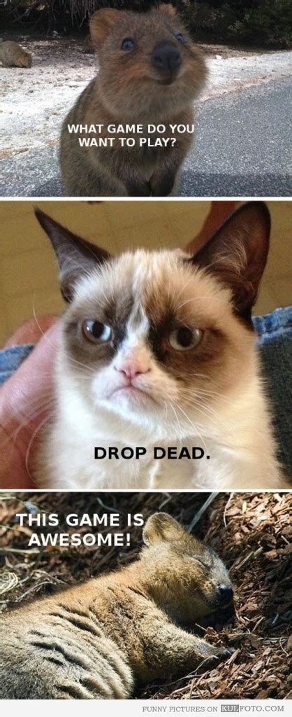 Grumpy Cat Quotes. QuotesGram