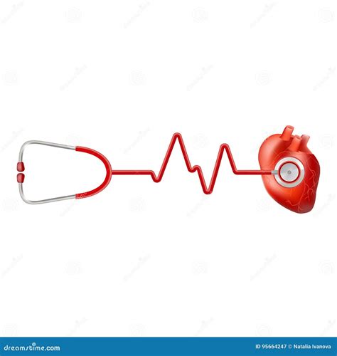 Human Heart And Heart Beat On Ekg With Stethoscope Isolated On A White