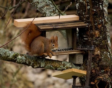 Eichhörnchen Vogelhaus Foto And Bild Natur Bilder Auf Fotocommunity