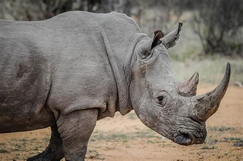 animal, wild animal, rhino, africa, animal world, horn, armor, isolated ...