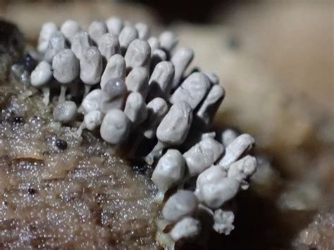 蕈哥菇妹園地the Forum Of Fungi Putting Taiwan Fungi On The Map