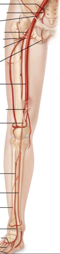 Leg Blood Vessels Diagram Quizlet