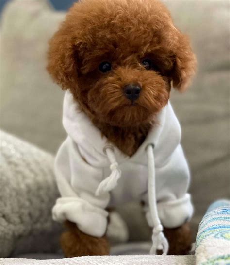 Chocolate Teacup Maltipoo