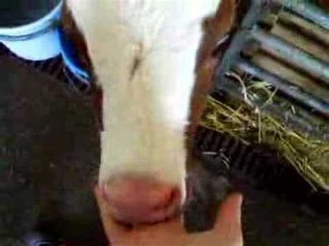 Free Calf Sucking Dick Sex Pictures Pass